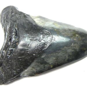 Megalodon Tooth