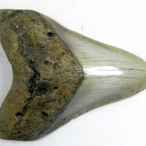 Megalodon Tooth