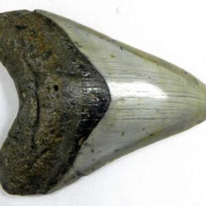Megalodon Tooth