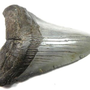 Megalodon Tooth