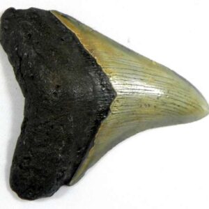 Megalodon Tooth