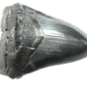 Megalodon Tooth