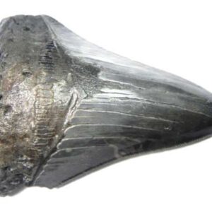 Megalodon Tooth