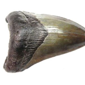 Megalodon Tooth