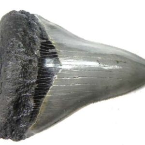 Megalodon Tooth