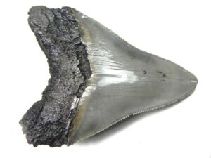 Megalodon Tooth