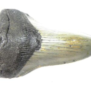 Megalodon Tooth