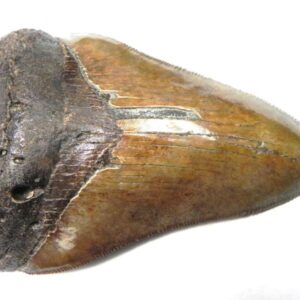 Megalodon Tooth