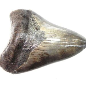 Megalodon Tooth