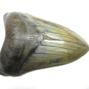 Megalodon Tooth