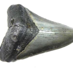 Megalodon Tooth