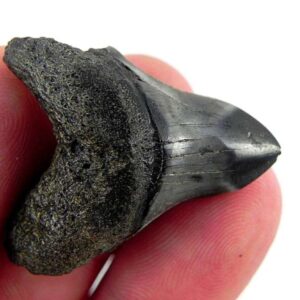 Polished Megalodon Tooth