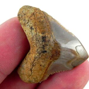 Polished Megalodon Tooth