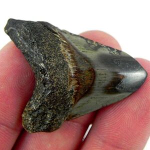 Polished Megalodon Tooth