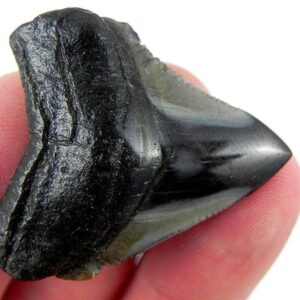 Polished Megalodon Tooth