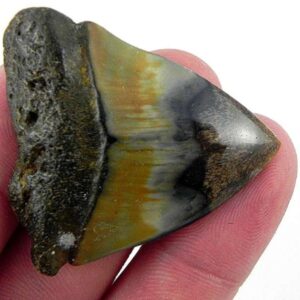Polished Megalodon Tooth