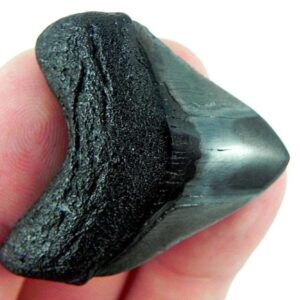 Polished Megalodon Tooth