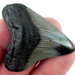 Polished Megalodon Tooth