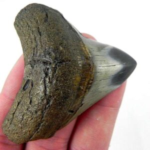 Polished Megalodon Tooth