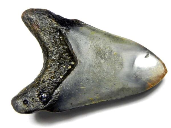 Polished Megalodon Tooth