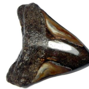 Polished Megalodon Tooth