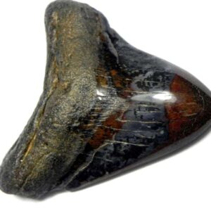 Polished Megalodon Tooth
