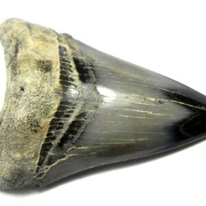 Polished Megalodon Tooth