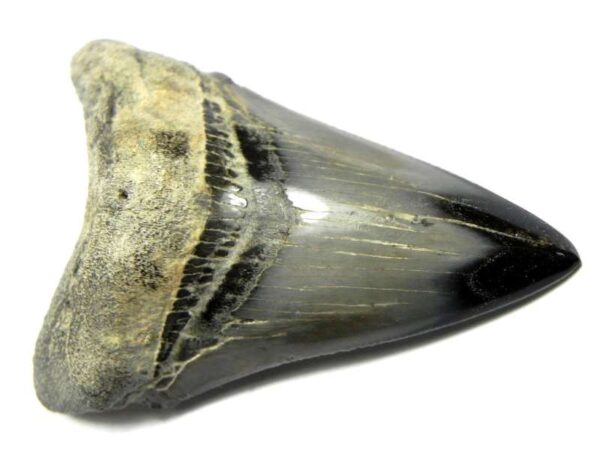 Polished Megalodon Tooth