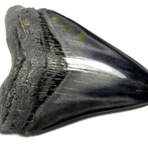 Polished Megalodon Tooth