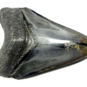 Polished Megalodon Tooth