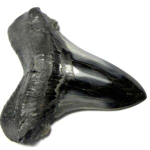 Polished Megalodon Tooth