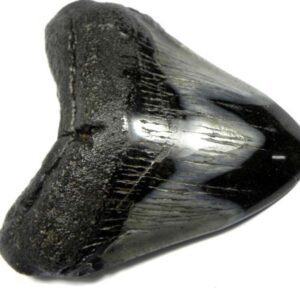 Polished Megalodon Tooth