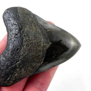 Polished Megalodon Tooth