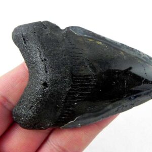 Polished Megalodon Tooth