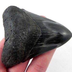 Polished Megalodon Tooth