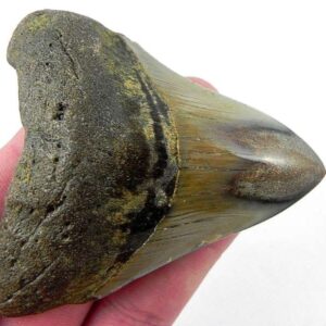 Polished Megalodon Tooth