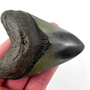 Polished Megalodon Tooth