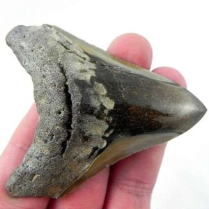 Polished Megalodon Tooth