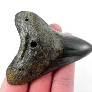 Polished Megalodon Tooth