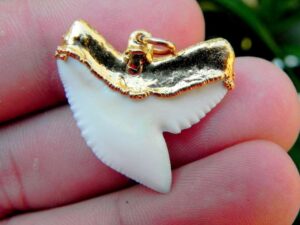 Modern Tiger Shark Tooth