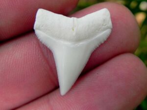 Modern White Tip Shark Tooth