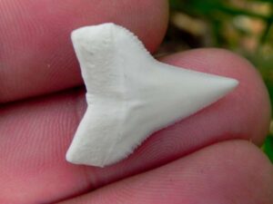 Modern White Tip Shark Tooth