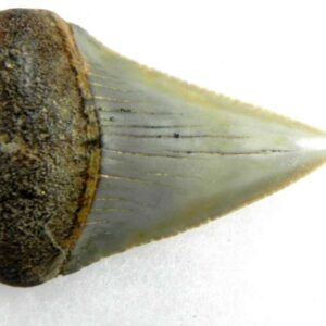 Fossil Great White Tooth