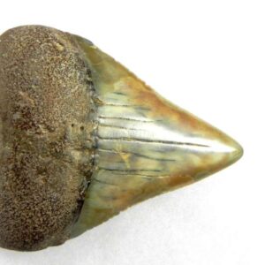 Fossil Great White Tooth