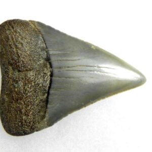 Fossil Great White Tooth