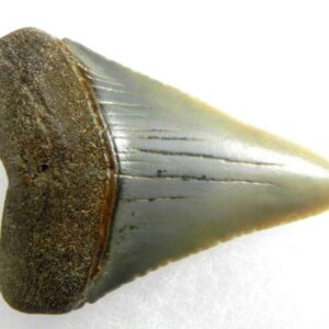 Fossil Great White Tooth