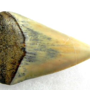 Fossil Great White Tooth