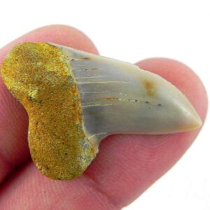 Fossil Mako Shark Tooth
