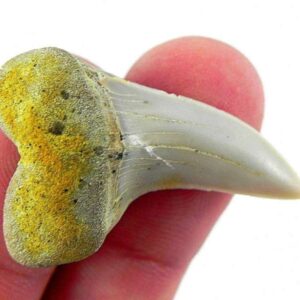 Fossil Mako Shark Tooth