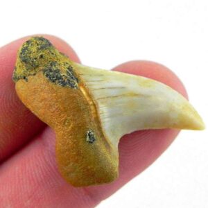 Fossil Mako Shark Tooth